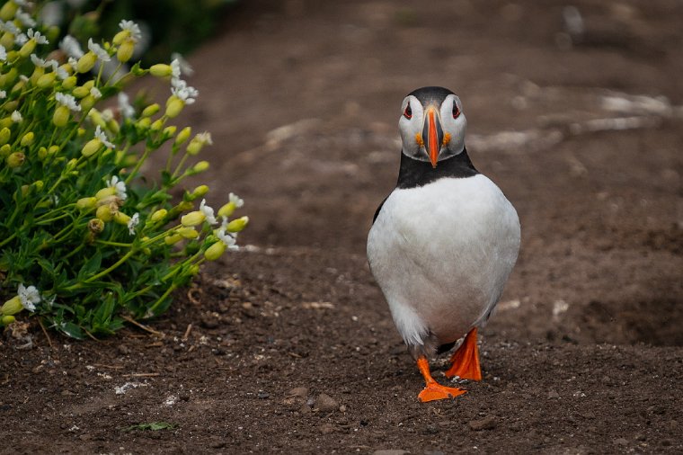 013 Farne eilanden, papegaaiduiker.jpg